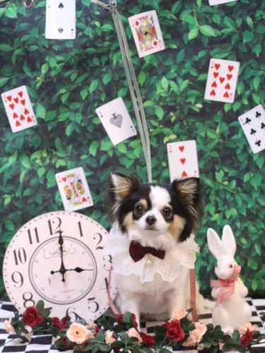 20250422りんちゃん